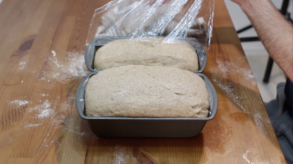 Two loaves of risen whole wheat bread dough.
