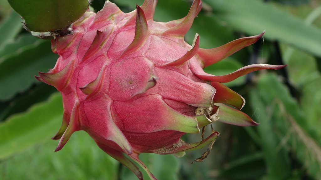 red dragon fruit how to eat